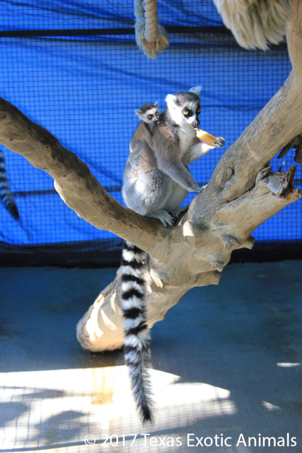 Male lemurs use 'stink flirting' to attract mates, study says | CNN