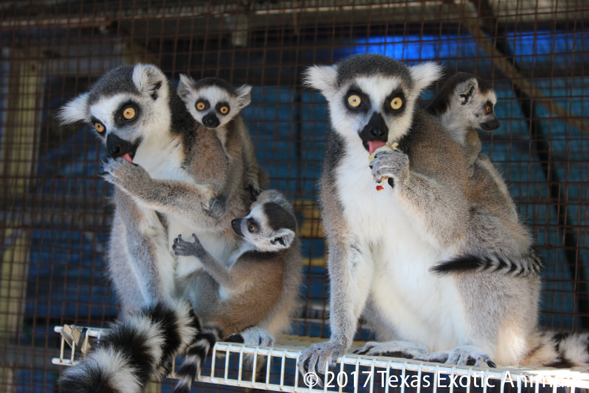 21-year-old ring-tailed lemur stolen from San Francisco Zoo