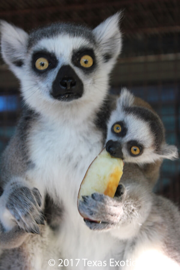 Our Lemurs | Ringtail Ranch