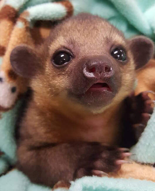 Baby Kinkajou For Sale