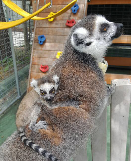 ring tailed lemur baby sale