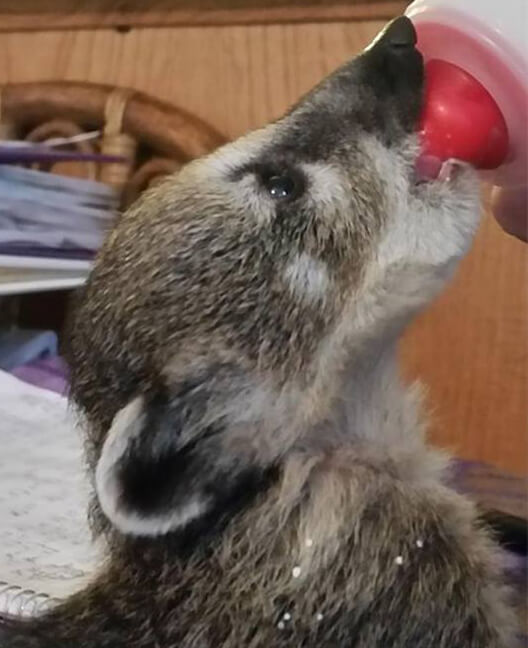 Mountain Coati Texas Exotic Animals