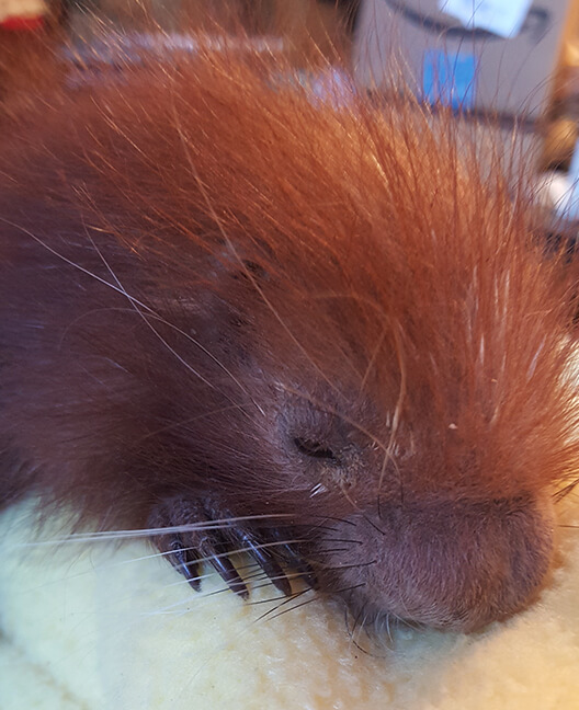 Baby Prehensal Tailed Porcupine