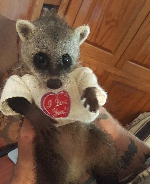 Baby South American Crab Eating Racoon