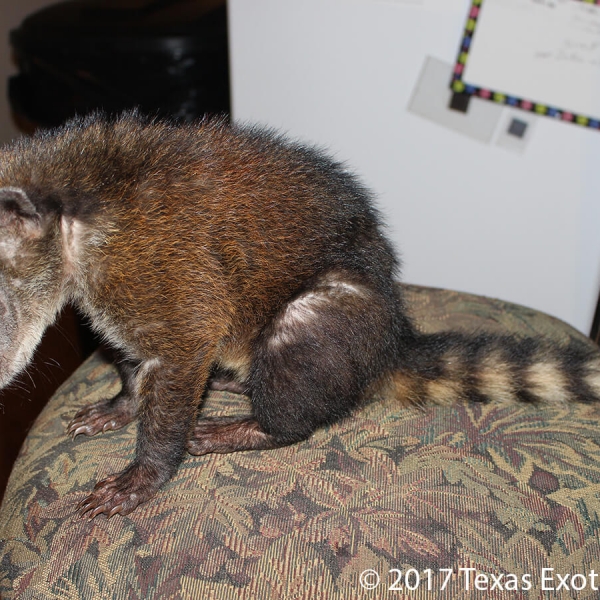 South American Red Coati | Texas Exotic Animals