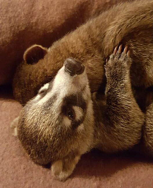 White Nosed Coatis