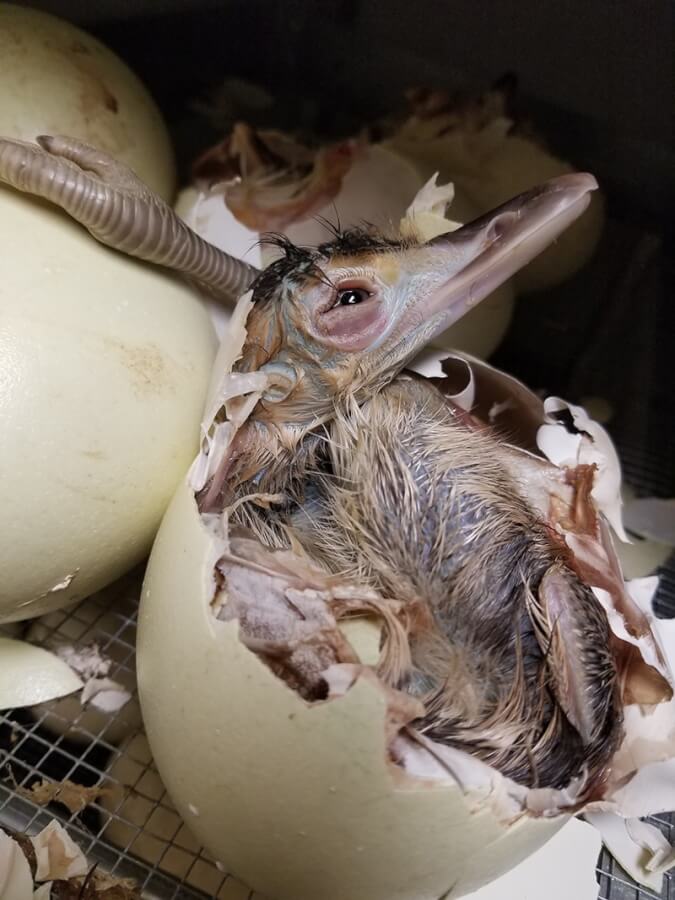 rhea bird eggs