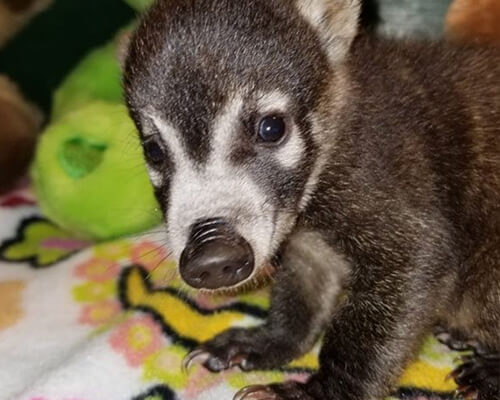 Kerry the Lemur King
