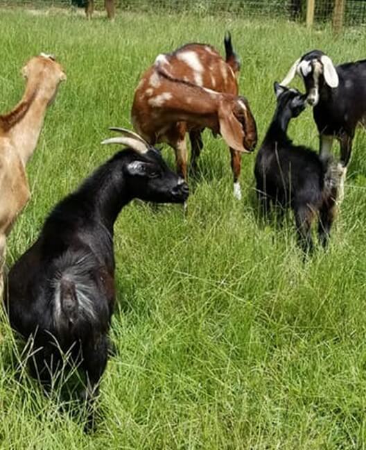 Other Exotic Animals | Texas Exotic Animals